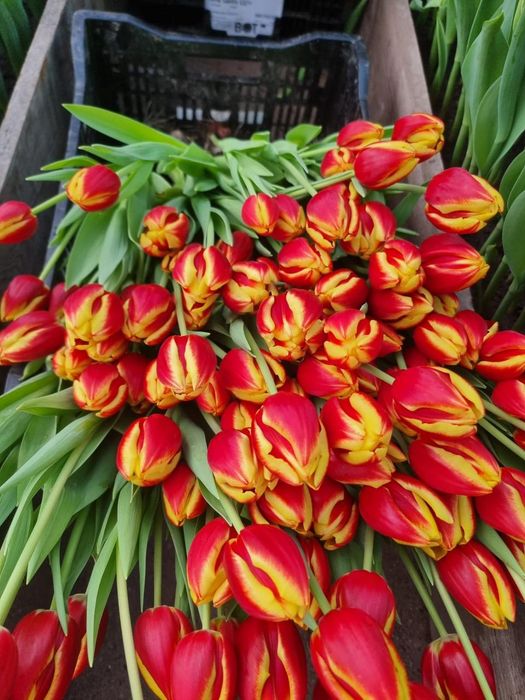 Тюльпаны тепличный Алматы