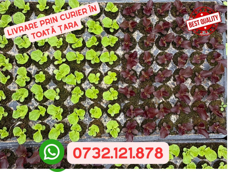 Răsad salată verde/creață verde/creață roșie - livrare prin curier
