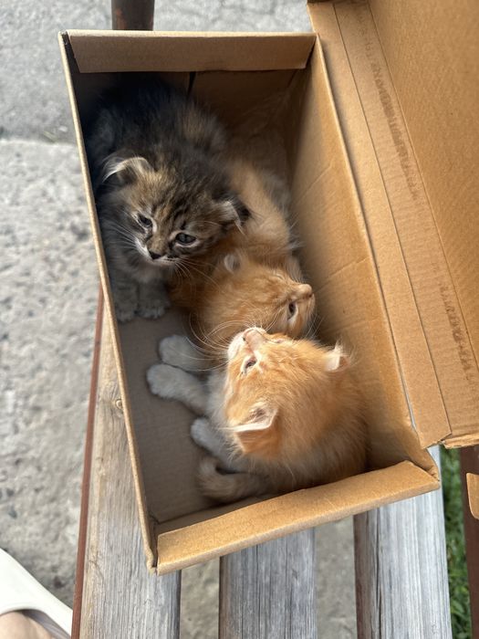 Вислоухие котята в добрые руки