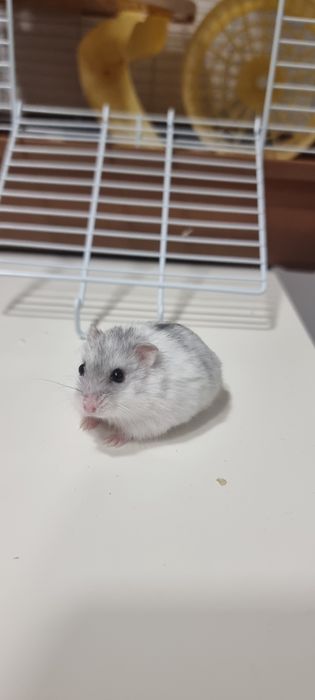 PACHET Cusca hamsteri+4 hamsteri pitici