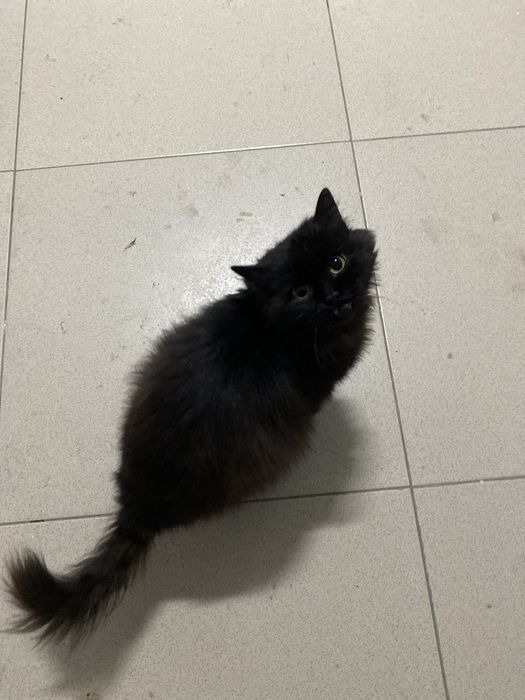 кот потерялся ввв