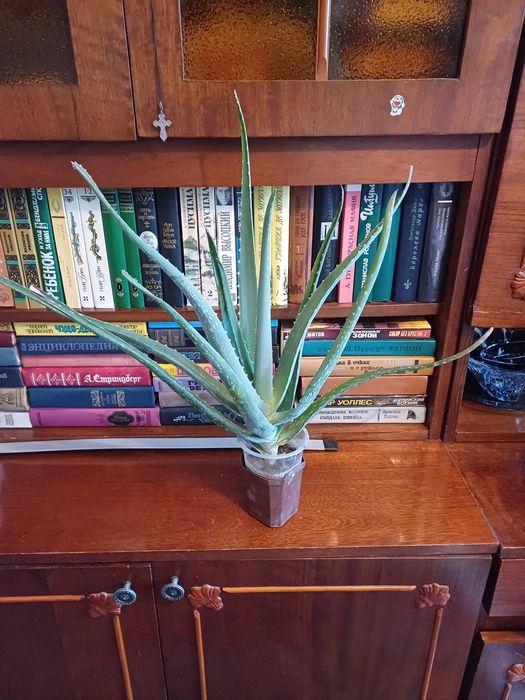 Продаётся цветок Алоэ