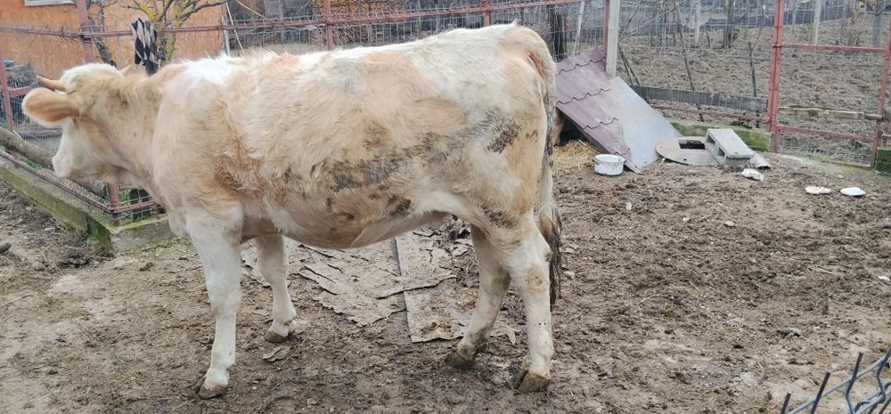 Vând junincă montată de 8 luni