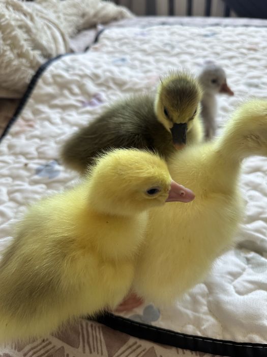 Продам гусят домашних.