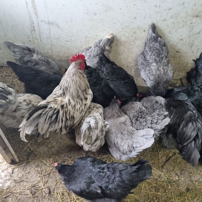 Ouă de găină rasa australorp