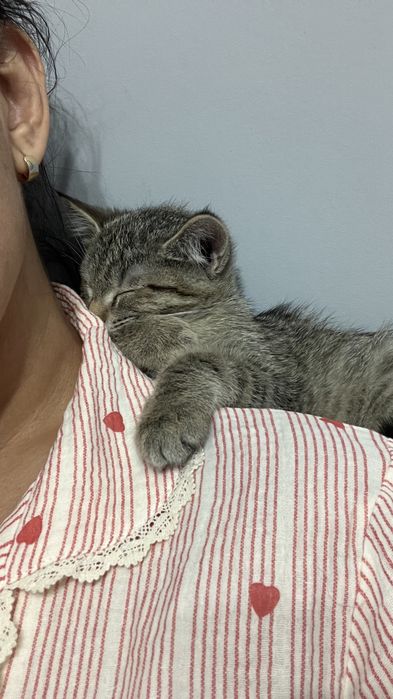 Передержка кошек в квартире