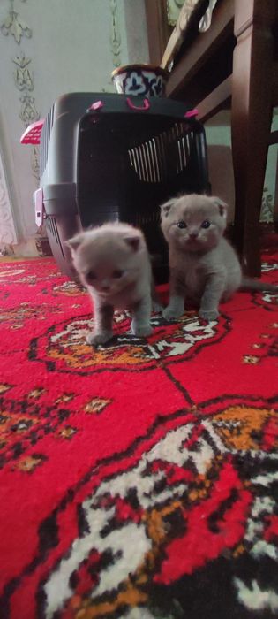 Котята британские