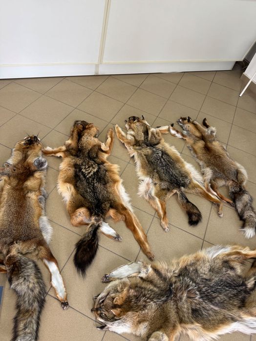 Кожа на чакал уникат