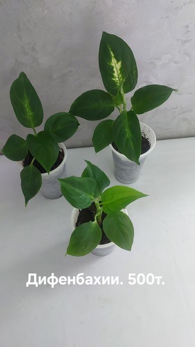 Комнатные растения.