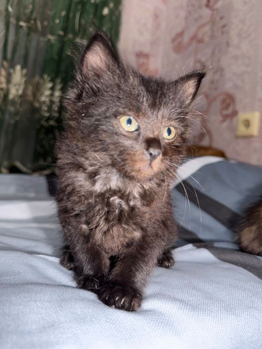 Котята в поисках семьи