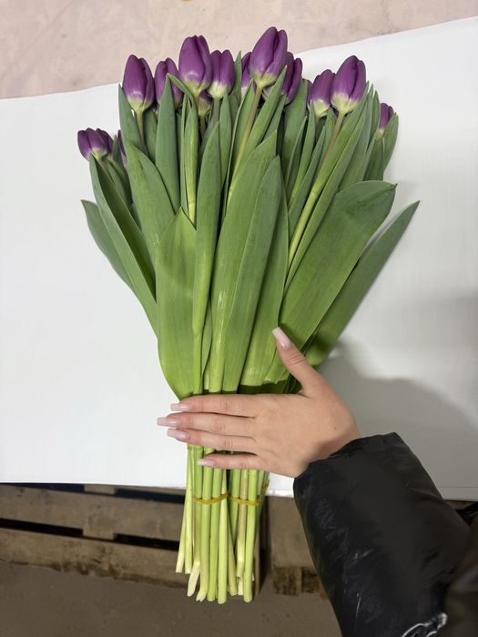 Тюльпаны оптом.