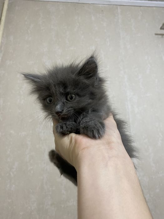 Маленький котенок
