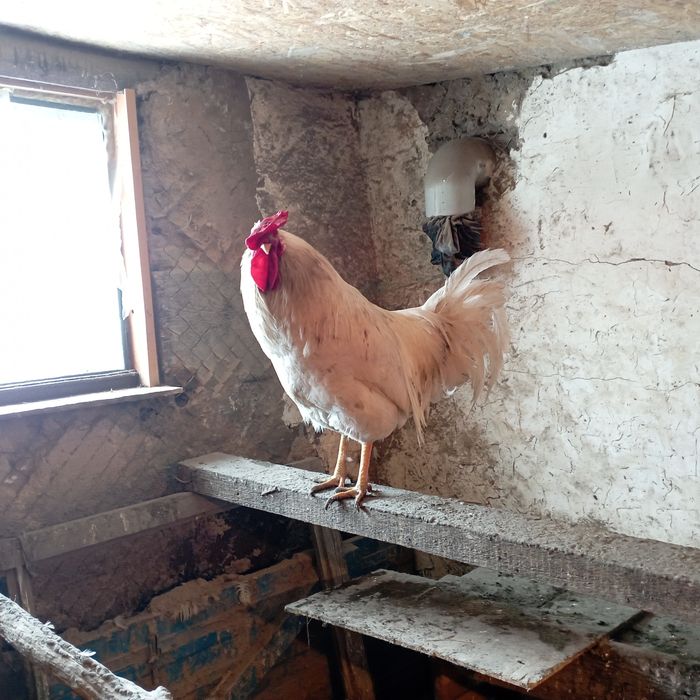 Петухи "Леггорн "