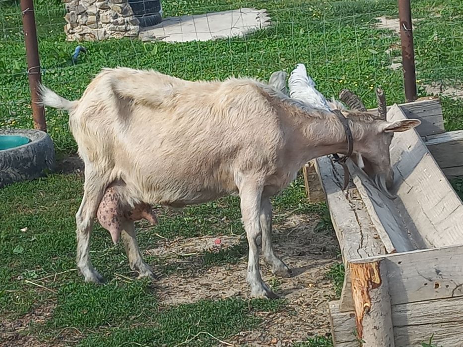 Vând capra cu lapte
