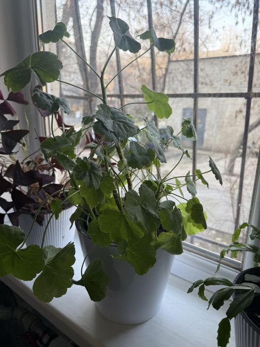 Продам комнатные цветы