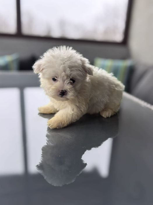 Cea mai frumusica fetita de bichon maltez mini