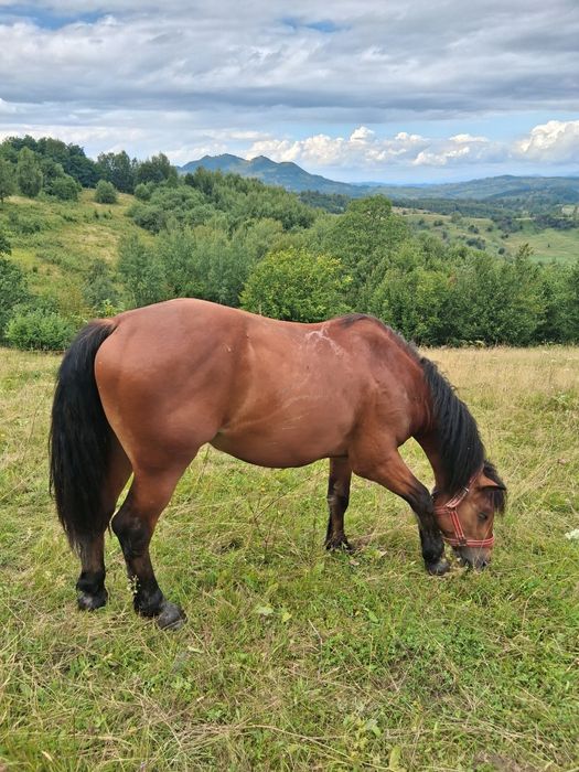 De vanzare pt mai multe detalii la tel