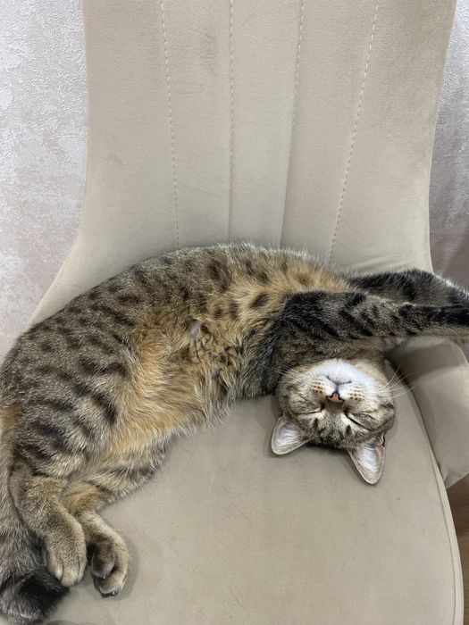Отдам кота даром