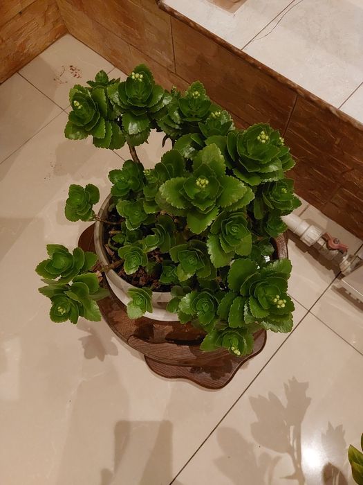 Цветы  комнатные ,  каланхое