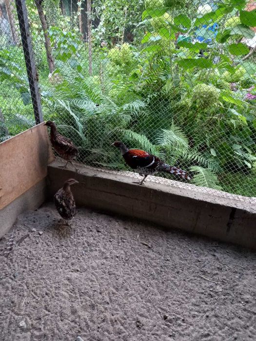 Продаются Фазаны Эллиота