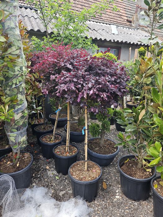 Leylandi bonzai catalpa spirale ponpon magnolie