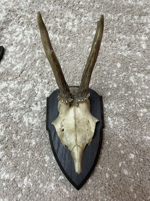 Trofeu Coarne de cerb 1971, 1937