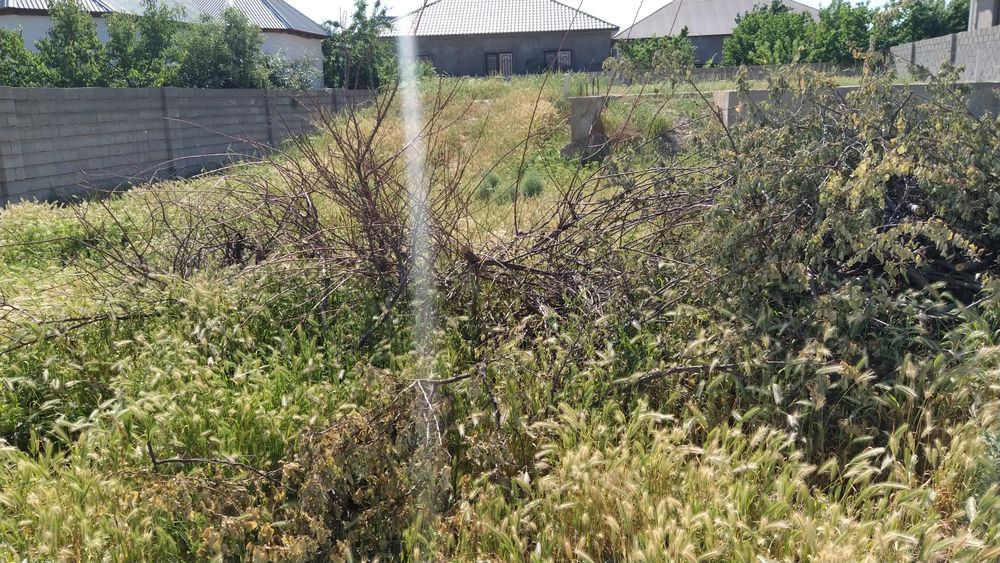 Тегін отын, көктемде кесілген