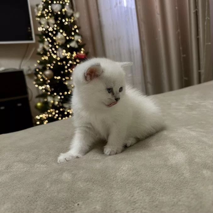 Элитненькие Шотландцы