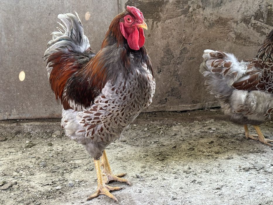 Cocos Wyandotte de vanzare