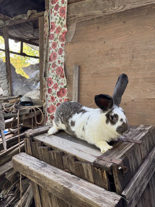 Femela fluture german