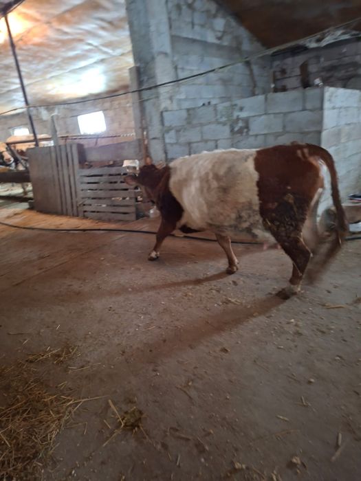 Продаю дойных коров