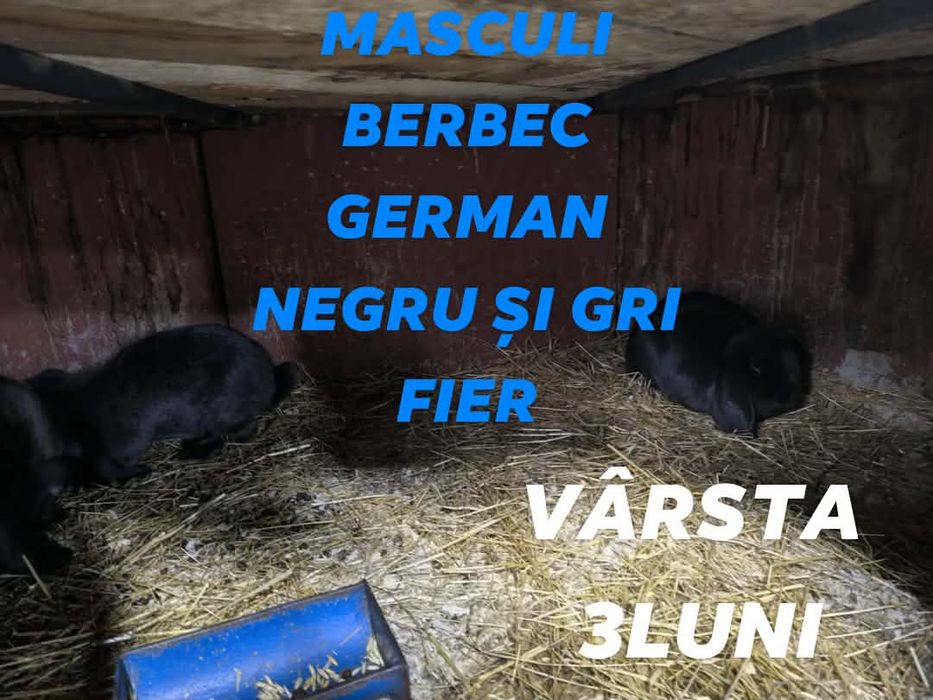 Iepurași Berbec German