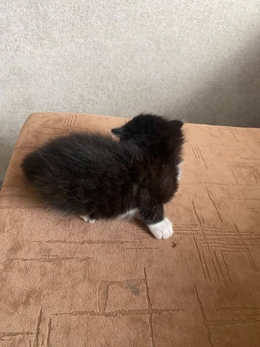 Котенок мальчик