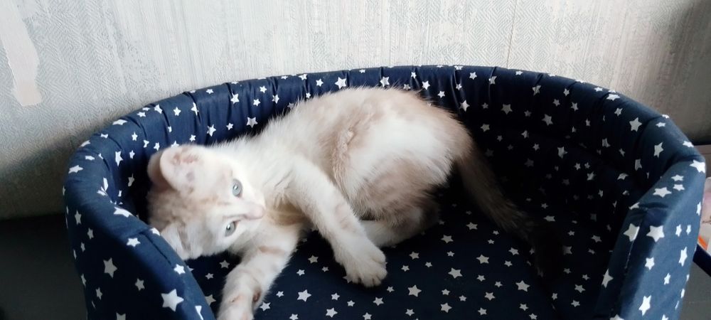 Милый котёнок ищет семью!