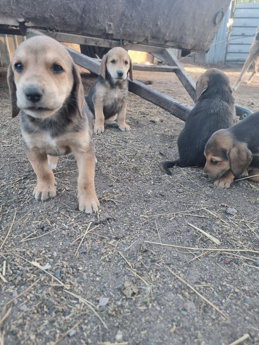 Продам щенят русская гончая