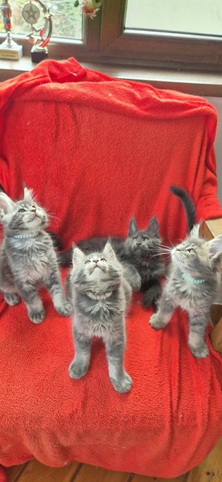 Felisa MAINECOON Autorizata Bucuresti