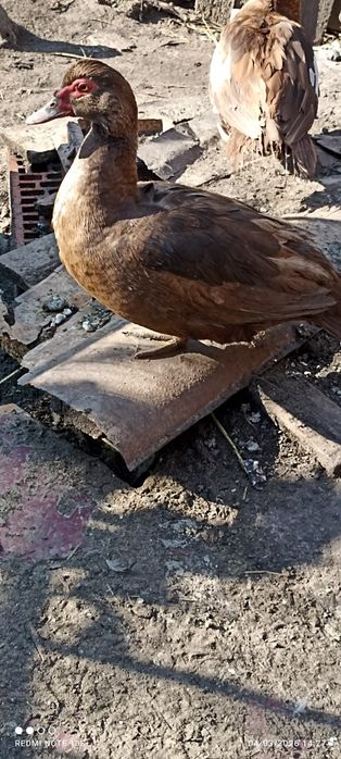 Oua de gaini de rasa, rate ciocolatii, negru sălbatic și ouă de gâscă