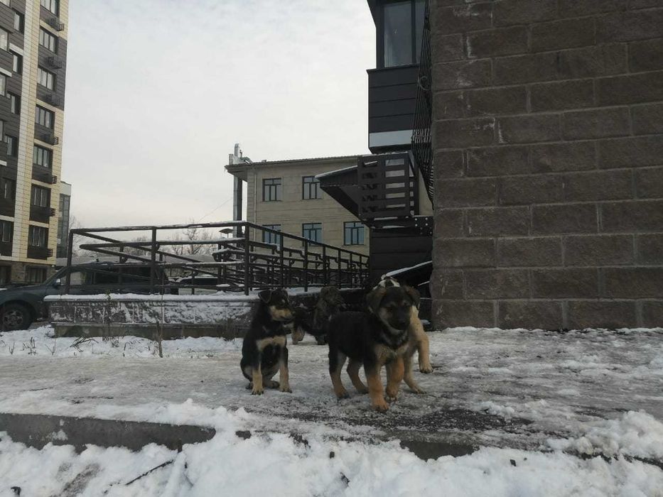 Щенки в добрые руки
