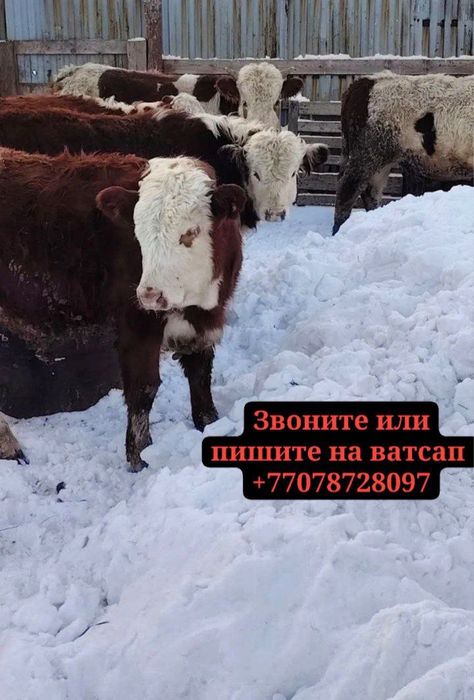 Продам бычков ангус и симентал