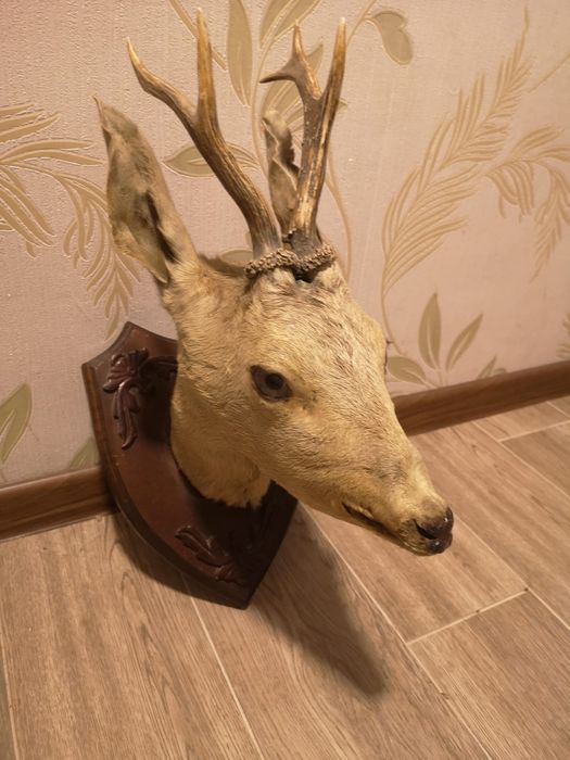 Vând trofeu căprioara frumos taxidermie