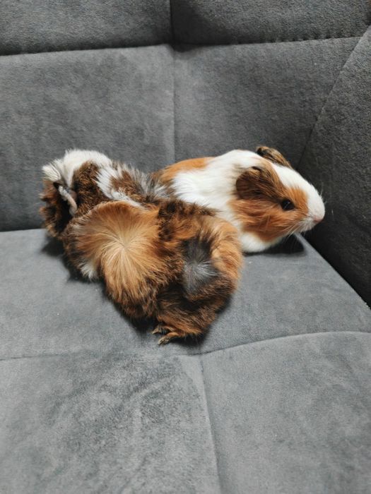 Продам молодых морских свинок.