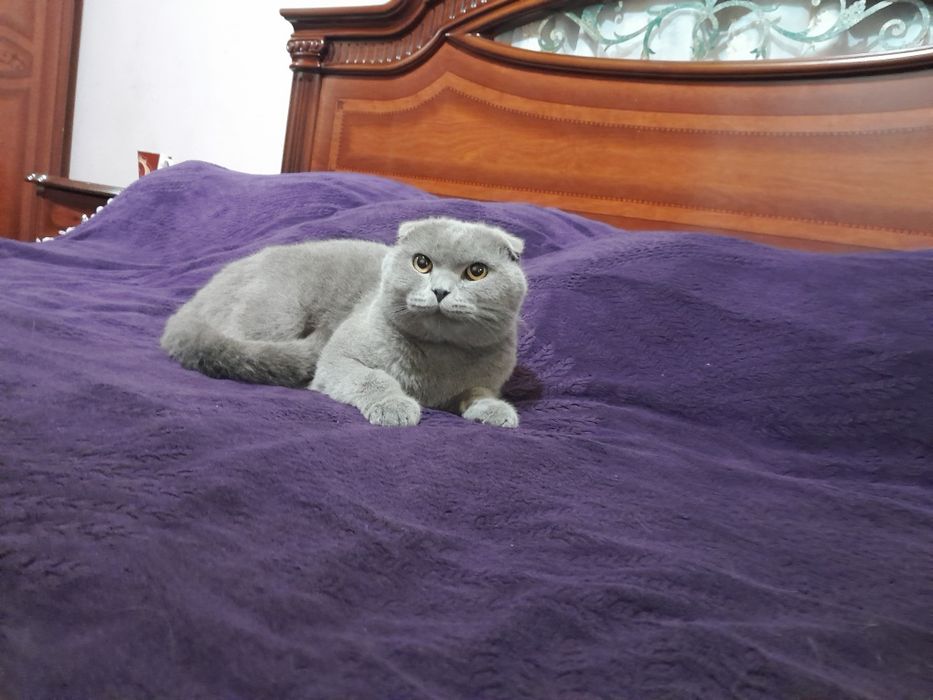 Skottish fold vyaska