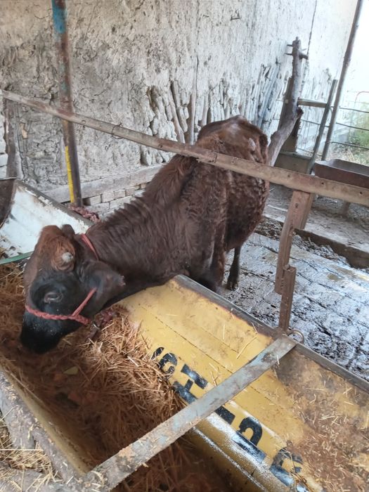 2ta xòkizlar sotiladi soglom yeyishi yaxshi