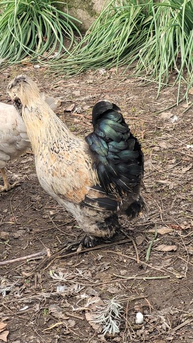 Cocosi motati încălțați bărboși.