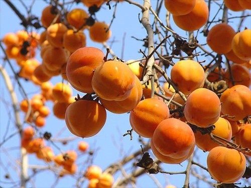 Pomi Fructiferi Exotici (Kaki ) la ghiveci
