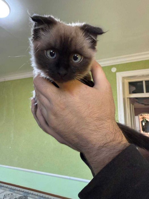 Котенок метис сиамской и скотиш фолд породы