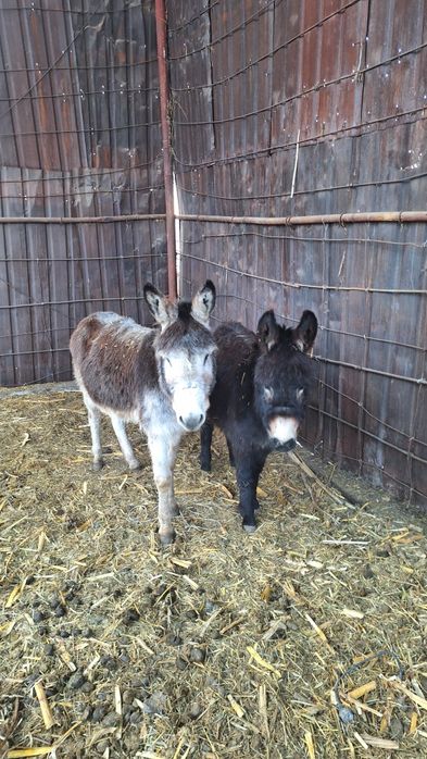 Продаются два ишака Хороший Мальчики