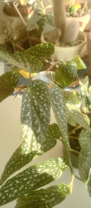 Продам комнатные цветы