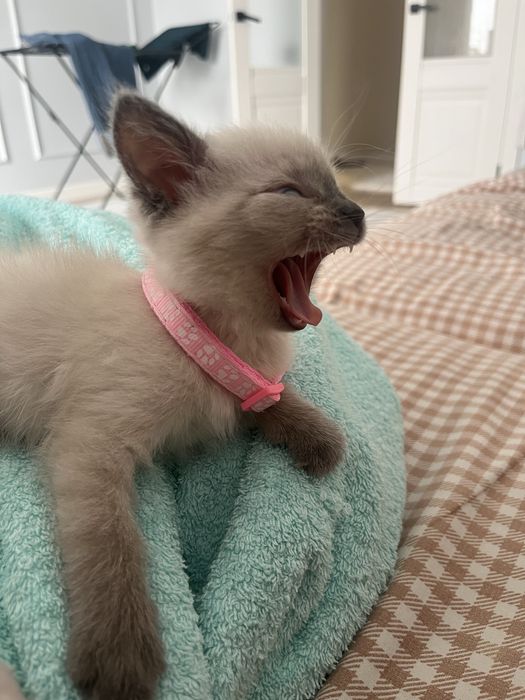 Продается котенок в хорошие руки