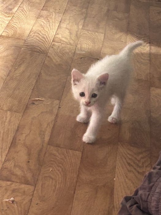Отдам котенка девочку